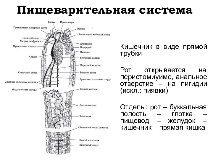 Пищеварительная система Кишечник в виде прямой трубки Рот открывается на
