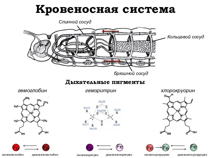 Кровеносная система Спинной сосуд брюшной сосуд Кольцевой сосуд гемоглобин гемэритрин