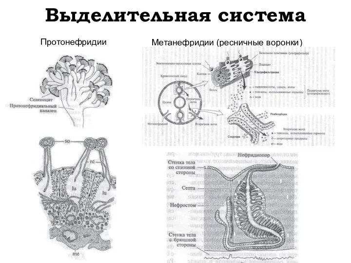 Выделительная система Метанефридии (ресничные воронки) Протонефридии