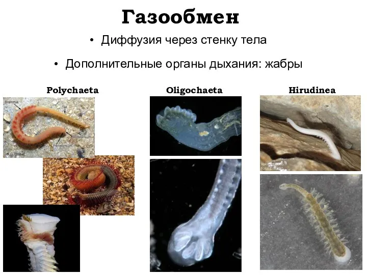 Газообмен Диффузия через стенку тела Дополнительные органы дыхания: жабры Polychaeta Oligochaeta Hirudinea