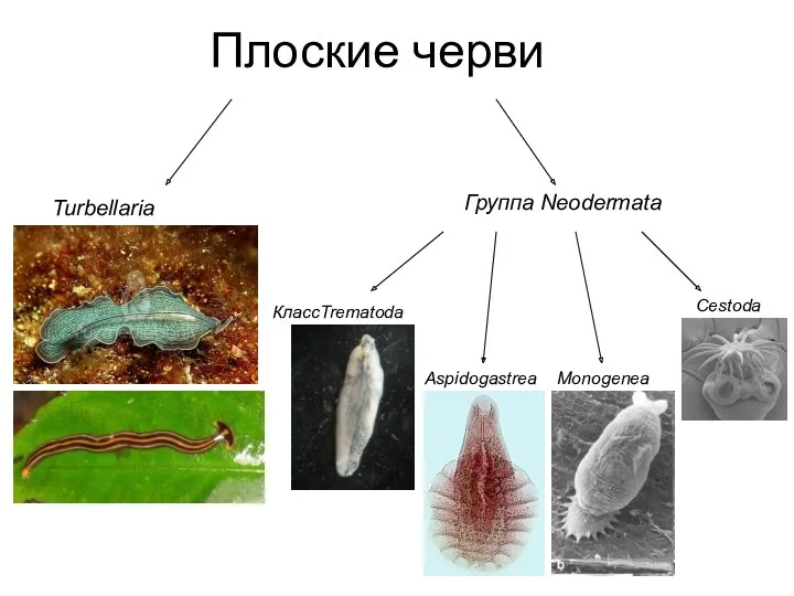 Плоские черви Turbellaria Группа Neodermata КлассTrematoda Monogenea Cestoda Aspidogastrea