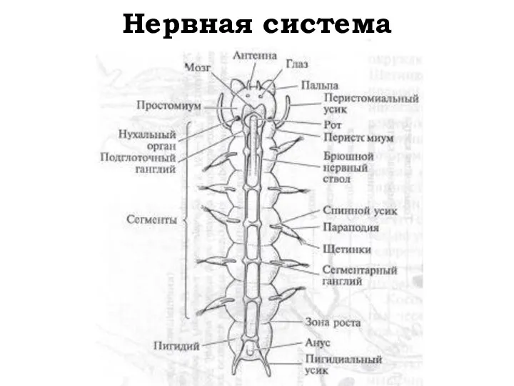 Нервная система