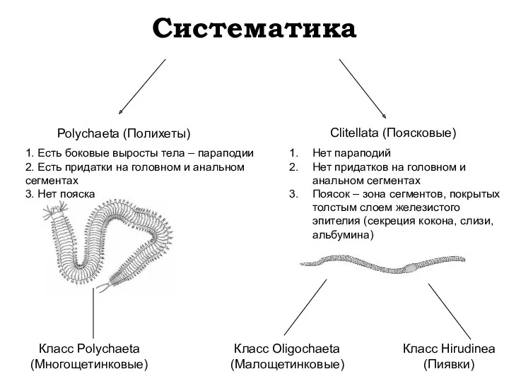 Систематика Polychaeta (Полихеты) Clitellata (Поясковые) Класс Polychaeta (Многощетинковые) Класс Oligochaeta