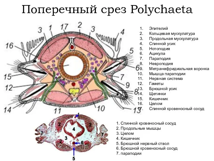 Поперечный срез Polychaeta Эпителий Кольцевая мускулатура Продольная мускулатура Спинной усик