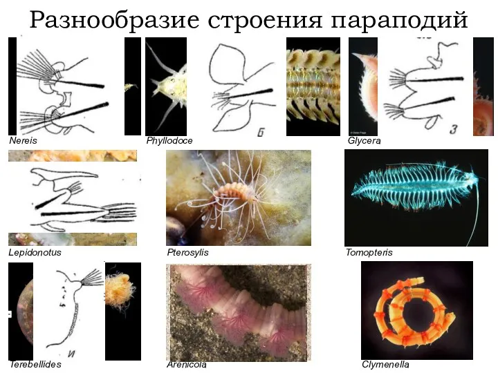 Разнообразие строения параподий Terebellides Pterosylis Nereis Lepidonotus Arenicola Phyllodoce Tomopteris Glycera Clymenella