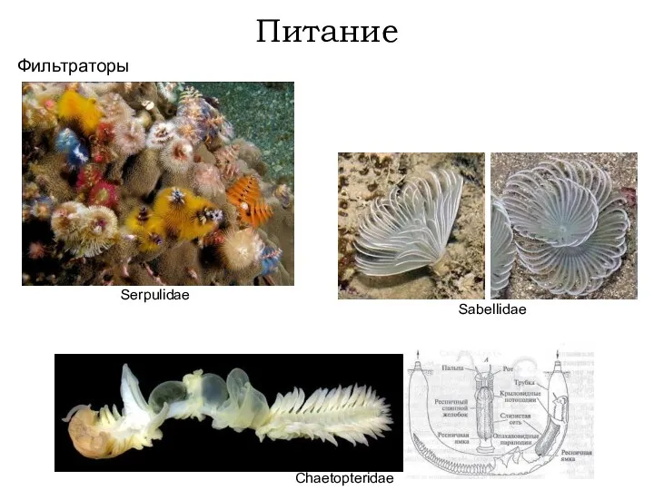 Фильтраторы Serpulidae Sabellidae Chaetopteridae Питание