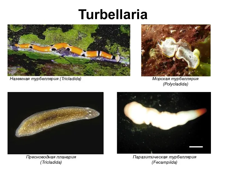 Turbellaria Наземная турбеллярия (Tricladida) Морская турбеллярия (Polycladida) Пресноводная планария (Tricladida) Паразитическая турбеллярия (Fecampiida)