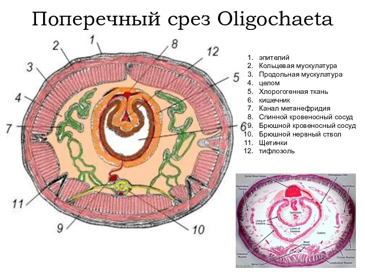 Поперечный срез Oligochaeta эпителий Кольцевая мускулатура Продольная мускулатура целом Хлорогогенная