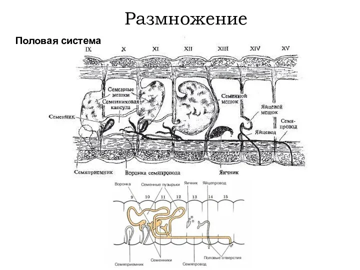 Половая система Размножение