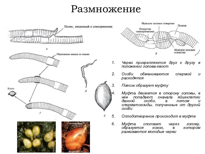 Размножение Черви прикрепляются друг к другу в положении голова-хвост Особи
