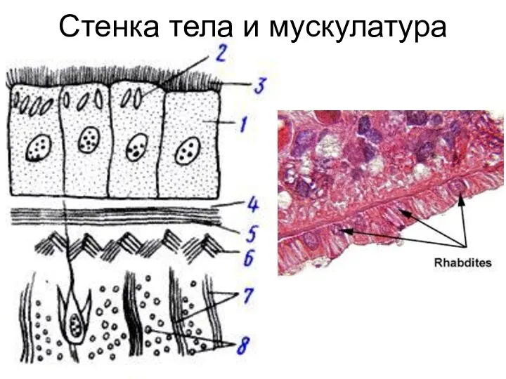 Стенка тела и мускулатура