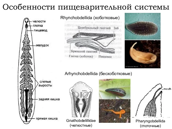 Особенности пищеварительной системы Rhynchobdellida (хоботковые) Arhynchobdellida (бесхоботковые) Gnathobdelillidae (челюстные) Pharyngobdellida (глоточные)