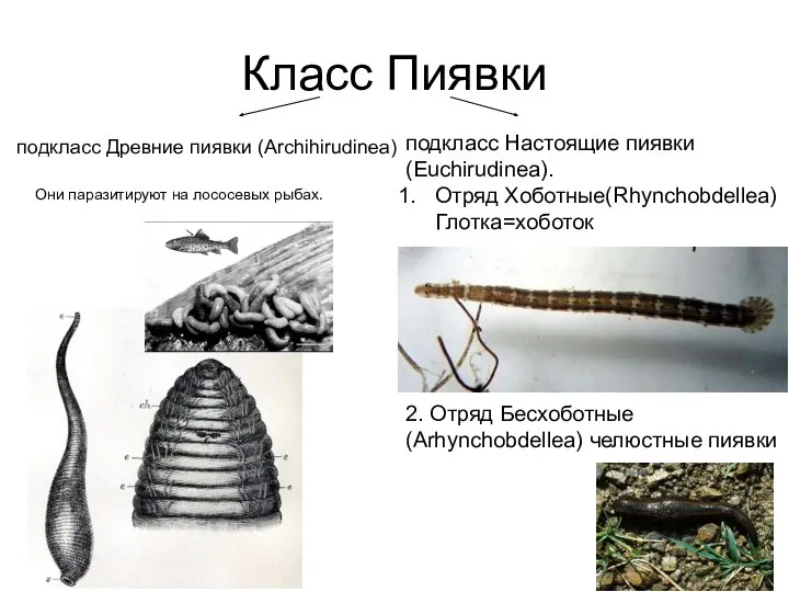 Класс Пиявки подкласс Древние пиявки (Archihirudinea) подкласс Настоящие пиявки (Euchirudinea).