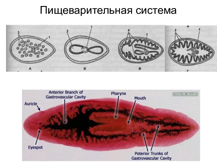 Пищеварительная система