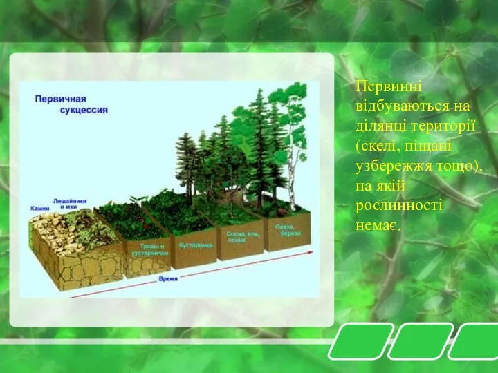 Первинні відбуваються на ділянці території (скелі, піщані узбережжя тощо), на якій рослинності немає.