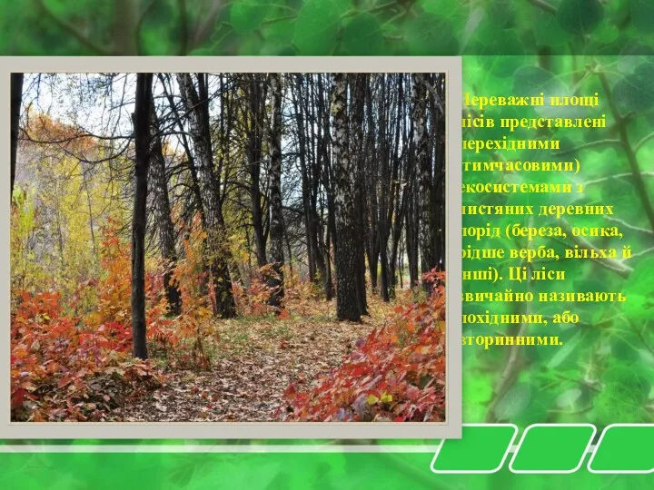 Переважні площі лісів представлені перехідними (тимчасовими) екосистемами з листяних деревних порід (береза, осика,