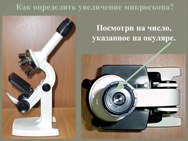 Как определить увеличение микроскопа? Посмотри на число, указанное на окуляре.