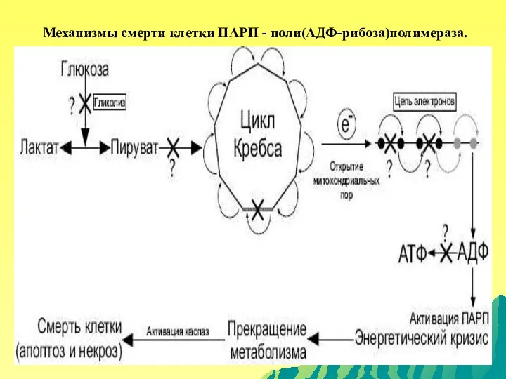 Механизмы смерти клетки ПАРП - поли(АДФ-рибоза)полимераза.