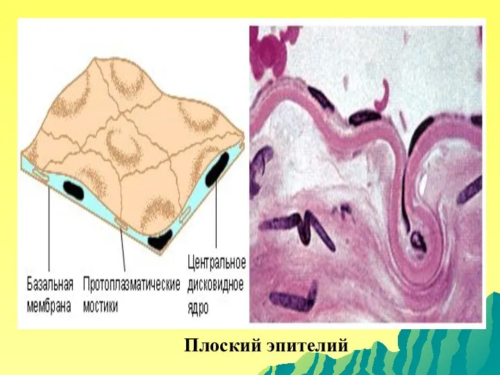 Плоский эпителий