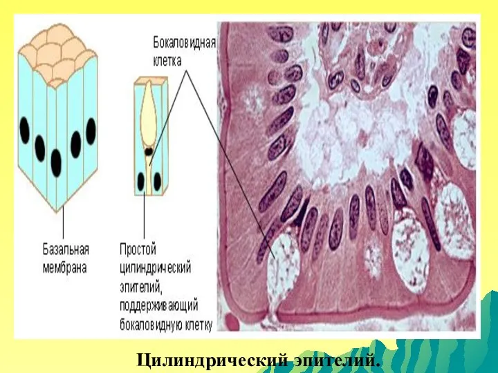 Цилиндрический эпителий.