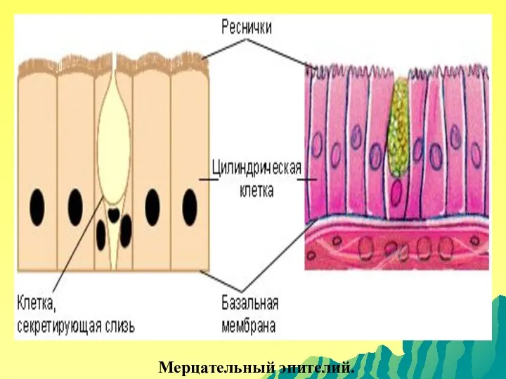 Мерцательный эпителий.
