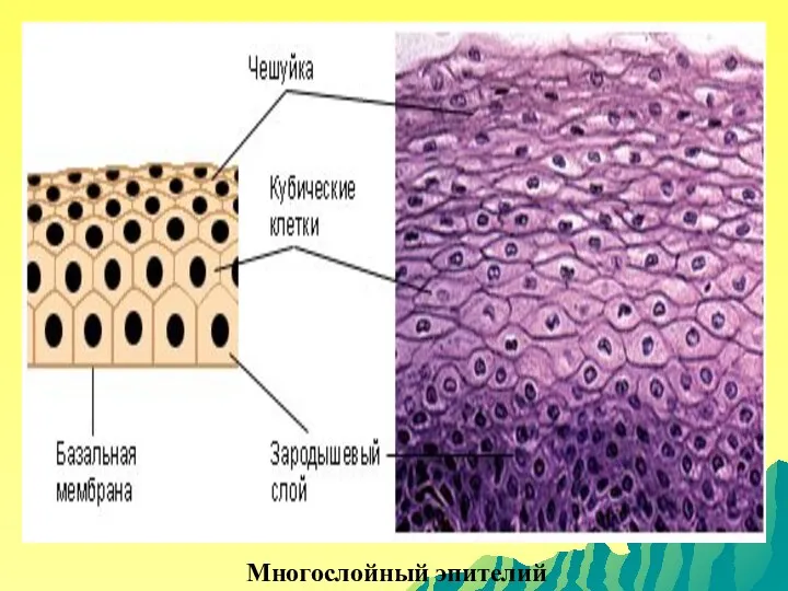 Многослойный эпителий