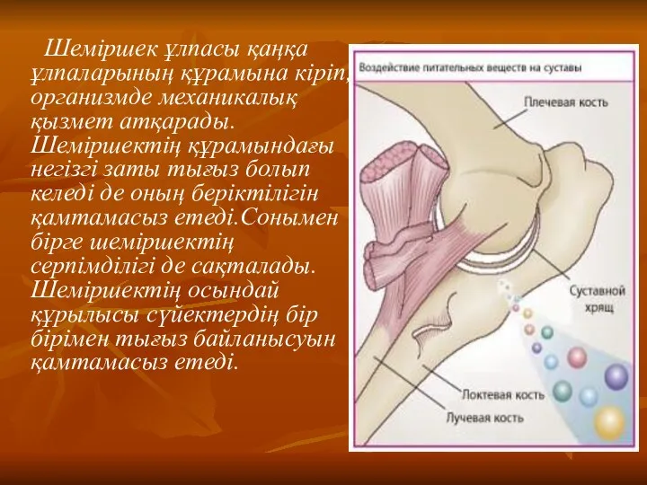 Шеміршек ұлпасы қаңқа ұлпаларының құрамына кіріп,организмде механикалық қызмет атқарады.Шеміршектің құрамындағы