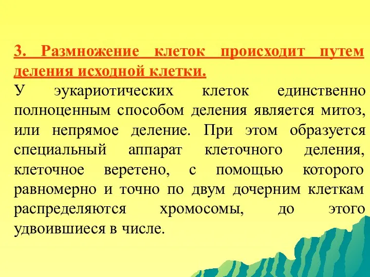 3. Размножение клеток происходит путем деления исходной клетки. У эукариотических