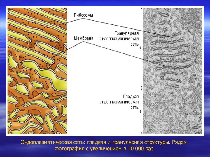 Эндоплазматическая сеть: гладкая и гранулярная структуры. Рядом фотография с увеличением в 10 000 раз