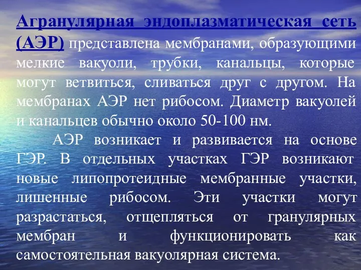 Агранулярная эндоплазматическая сеть (АЭР) представлена мембранами, образующими мелкие вакуоли, трубки,