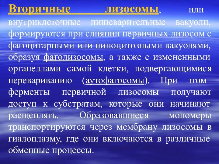 Вторичные лизосомы, или внутриклеточные пищеварительные вакуоли, формируются при слиянии первичных