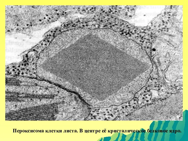 Пероксисома клетки листа. В центре её кристалическое белковое ядро.