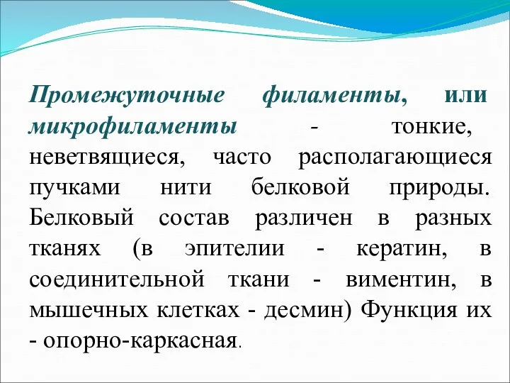 Промежуточные филаменты, или микрофиламенты - тонкие, неветвящиеся, часто располагающиеся пучками