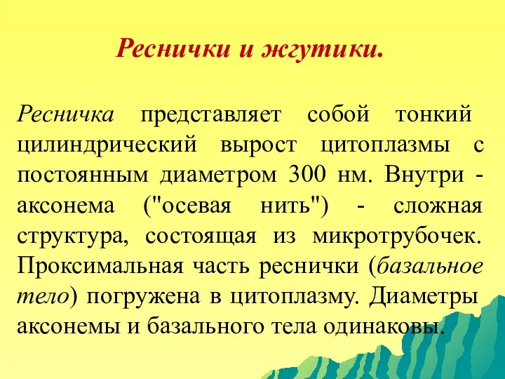 Реснички и жгутики. Ресничка представляет собой тонкий цилиндрический вырост цитоплазмы