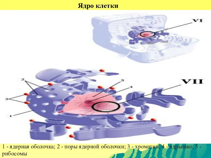 Ядро клетки 1 - ядерная оболочка; 2 - поры ядерной