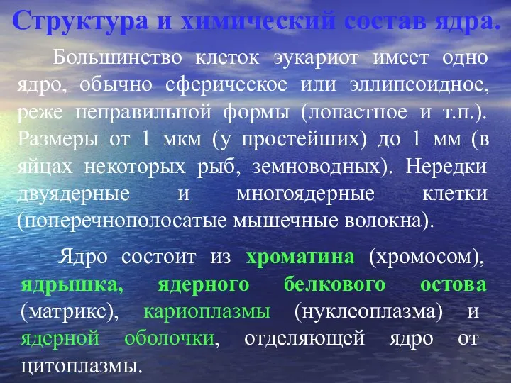 Структура и химический состав ядра. Большинство клеток эукариот имеет одно