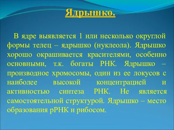 Ядрышко. В ядре выявляется 1 или несколько округлой формы телец