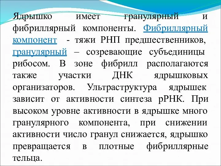 Ядрышко имеет гранулярный и фибриллярный компоненты. Фибриллярный компонент - тяжи