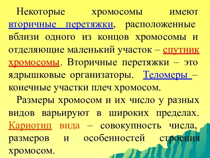 Некоторые хромосомы имеют вторичные перетяжки, расположенные вблизи одного из концов