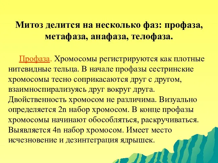 Митоз делится на несколько фаз: профаза, метафаза, анафаза, телофаза. Профаза.