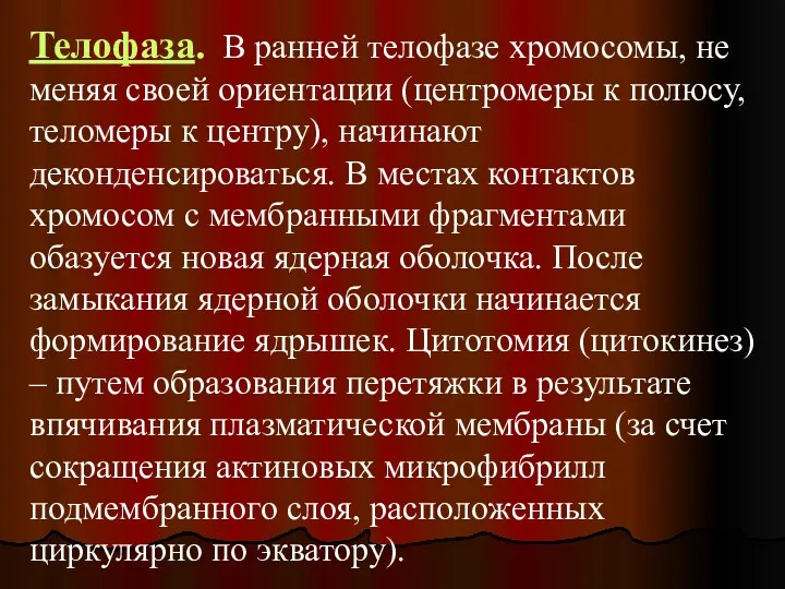 Телофаза. В ранней телофазе хромосомы, не меняя своей ориентации (центромеры