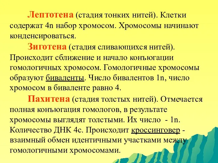 Лептотена (стадия тонких нитей). Клетки содержат 4n набор хромосом. Хромосомы