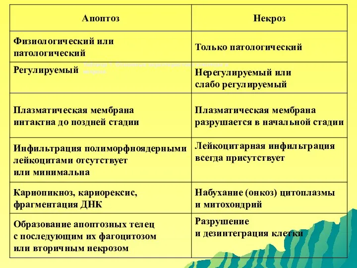 Таблица 1. Основные характеристики апоптоза и некроза