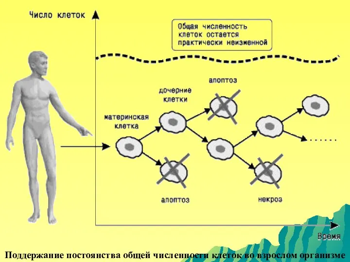 Поддержание постоянства общей численности клеток во взрослом организме