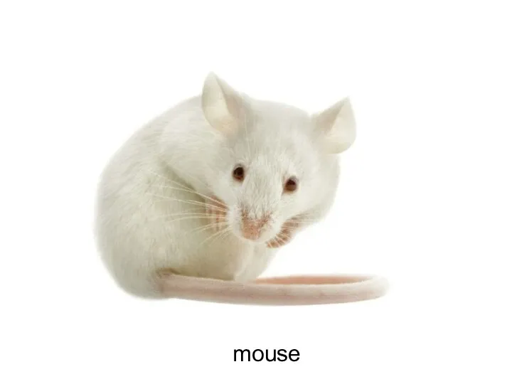 mouse