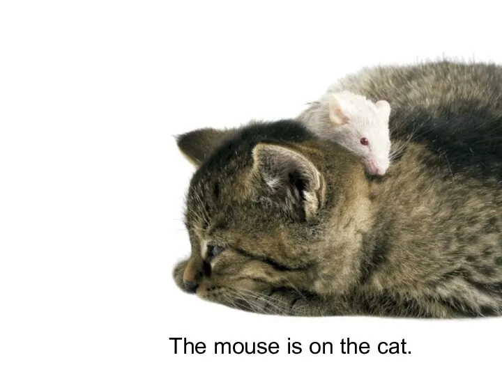 The mouse is on the cat.