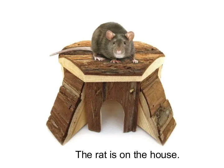The rat is on the house.
