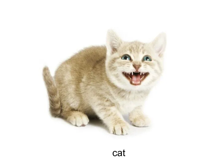 cat