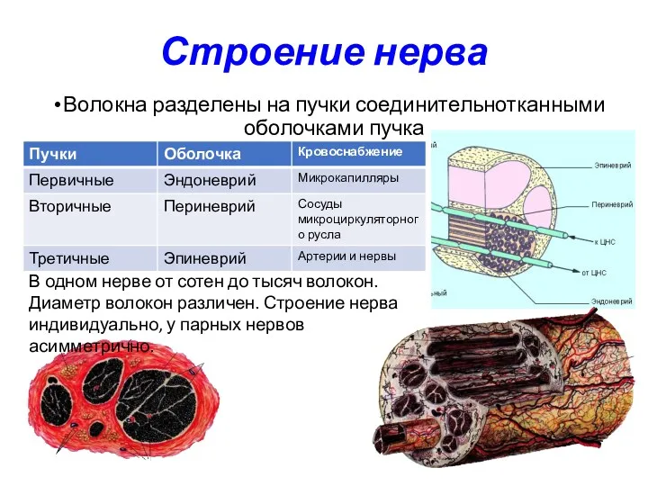 Строение нерва Волокна разделены на пучки соединительнотканными оболочками пучка В