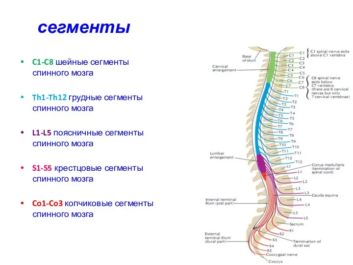 сегменты C1-C8 шейные сегменты спинного мозга Th1-Th12 грудные сегменты спинного
